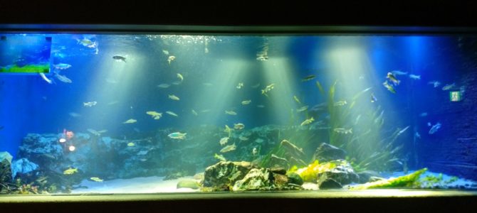 Japón – Día 25 Japón – Día 25