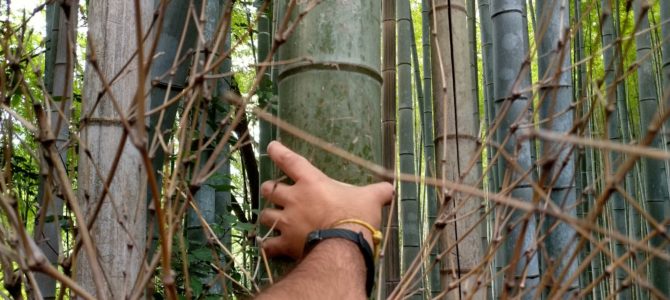 Japón – Día 16 Japón – Día 16