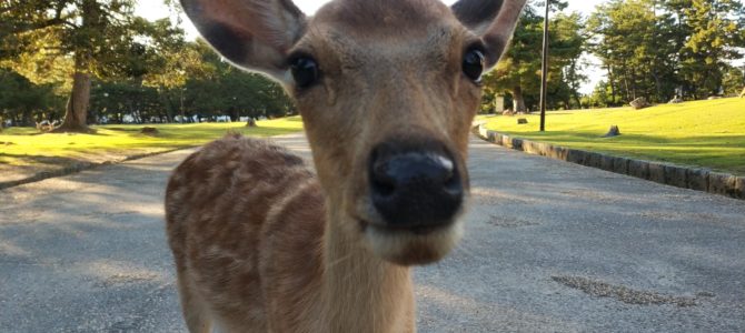 Japón – Día 12 Japón – Día 12