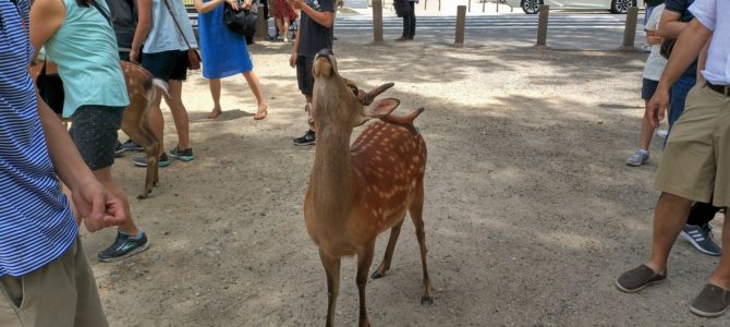 Japón – Día 13 Japón – Día 13